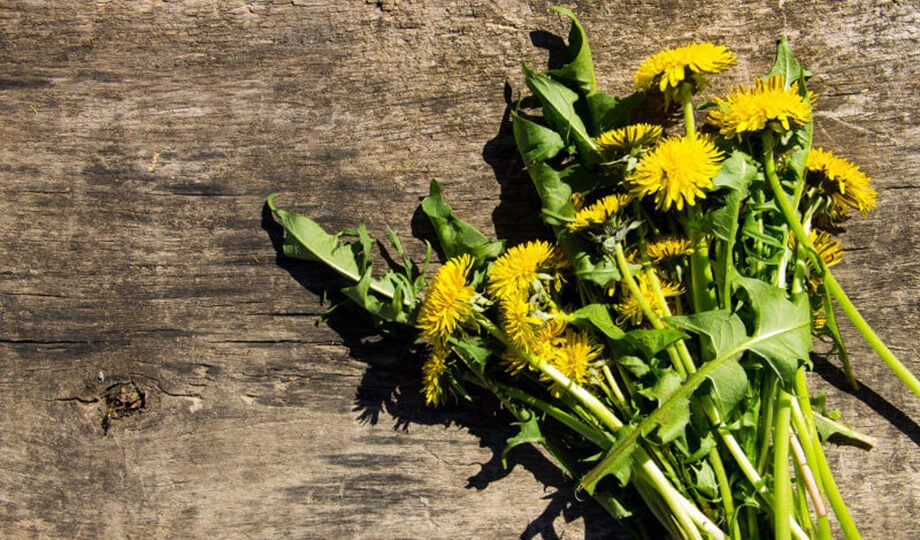 Come cucinare il tarassaco: consigli e ricette salate e dolci