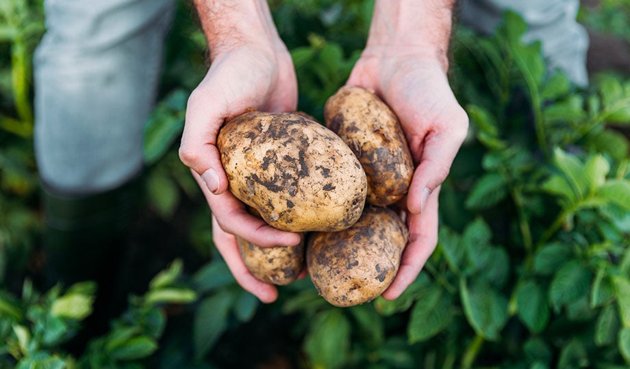 Conservare le patate: cosa devi sapere | Buitoni